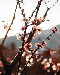cherry blossom in spring
