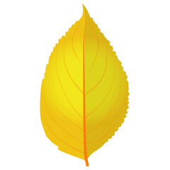 
An aspen leaf from the birch tree also called orange leaf 
