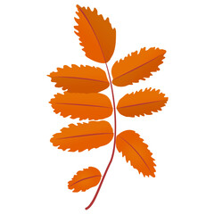 
Hickory leaves are autumn leaves in green color 
