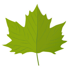Fototapeta premium Green colored maple leaf is an autumn leaf also called foliage leaf 
