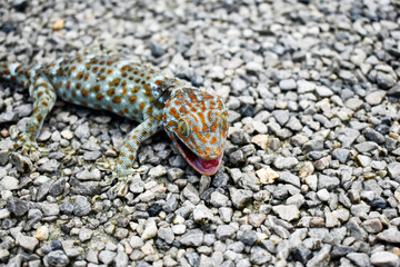 A polka dot gecko with a red mouth, injured in a fight with a black cat in a gravel yard.