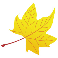Obraz premium Red maple leaf is a autumn leaf with the broad leafy structure 