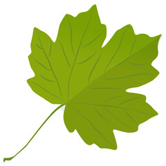 
Green colored maple leaf is an autumn leaf also called foliage leaf 
