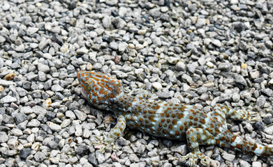 A polka dot gecko with a red mouth, injured in a fight with a black cat in a gravel yard.