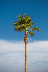 Tropical palm tree alone against the blue sky