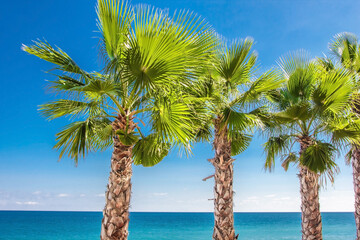 Tropical palm trees against the sea and blue sky.