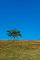Obraz premium Single tree at the empty green field with blue sky in the background