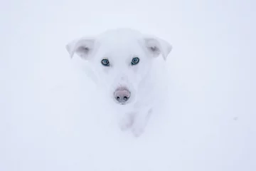 Fotobehang Witte dakloze hond in de sneeuw, witte hond bij koud weer op de achtergrond van witte sneeuw. Blauwe ogen van trieste verloren hond in de koude winter, hondenopvang © avelrouge
