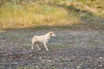 Obraz na płótnie Canvas Dog of small size, without breed, with light hair, wet from the rain. A stray free pet, a simple little dog in nature among rocks and vegetation