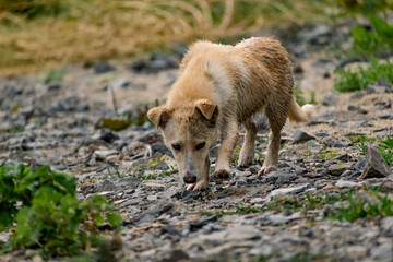 Dog of small size, without breed, with light hair, wet from the rain. A stray free pet, a simple little dog in nature among rocks