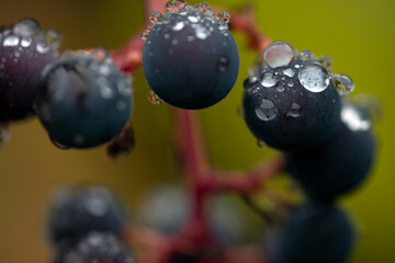 grapes on a branch