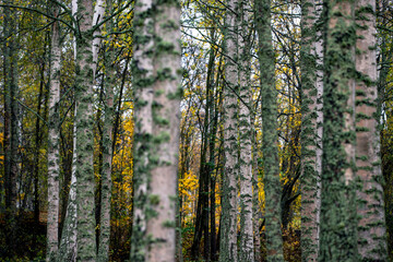 forest in autumn
