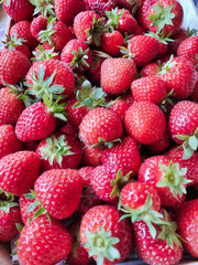 Frisch geerntete Erdbeeren