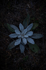 
making close-ups in the woods