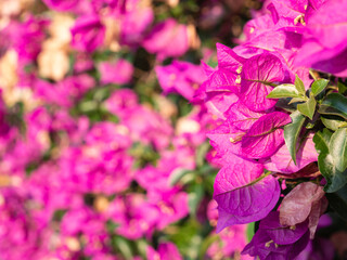 Close up of a floral background made with the Bougainvillea plant. Useful as a floral background.
