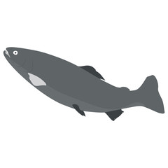
A freshwater aquatic fish flat icon
