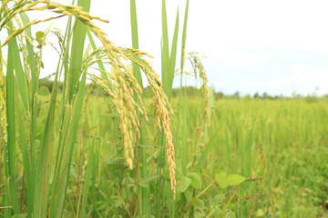 Close up of green paddy rice. yellow green rice field in thailand.