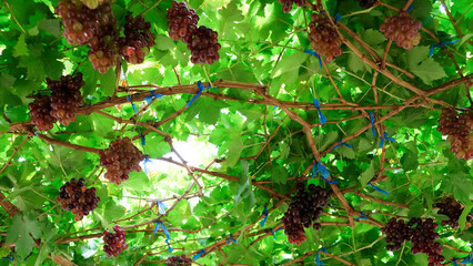 Image of Ripe grapes ready for harvesting 