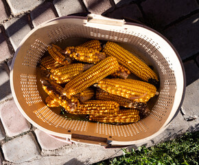 Yellow dried corn close up