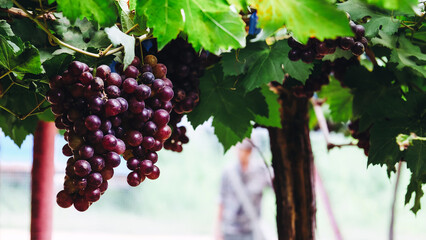close up image of purple red grapes with green leaves on the vine. vine grape fruit plants outdoors. autumn harvest.