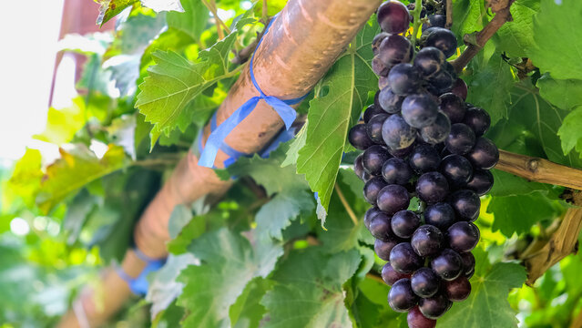 close up image of purple red grapes with green leaves on the vine. vine grape fruit plants outdoors. autumn harvest.