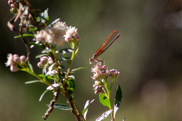 dragon fly snacking on a flower