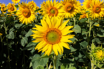 Fototapeta premium Sunflower natural background. Sunflower blossoms. Close-up of flowers in summer.