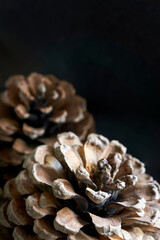 Close-up of two pine cones against a dark background. Vertical autumn background with copy space.