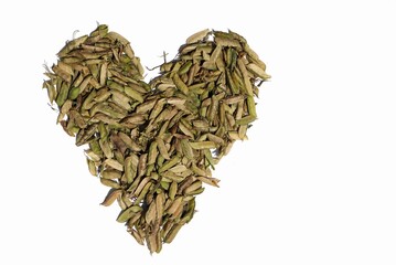 Heart Shape Created with Grass Pea Pods or Chickling Vetch with Copy Space