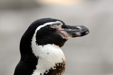 ペンギンの横顔