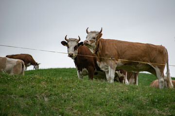 Beautiful swiss cows. Alpine meadows. Mountains.  