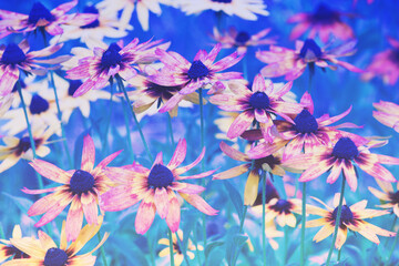 Blue vintage blossoming Rudbeckia hirta (Black-eyed Susan) flowers in the garden in summer. Nature background. Gradient color