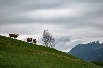 Beautiful swiss cows. Alpine meadows. Mountains.  