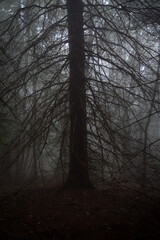 
exploring the forest near me