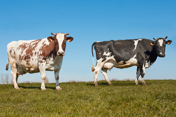 Two milk cows in the prairie in Flanders Belgium