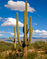 Giant Saguaro, Arizona