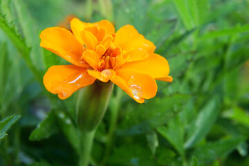 Marigold flower close up. Bright red petals on a juicy background of green grass. Tender nice illustration on the theme of summer and bloom. Macro