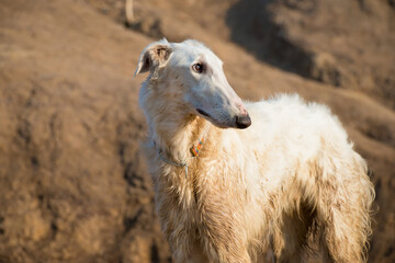 Dog breed Russian long-haired sighthound, also called Russian wolfhound.