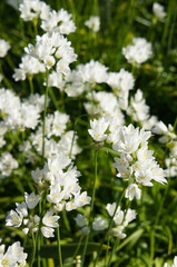 Allium zebdanense or wild ornamental oniovertcialn white flowers with green 