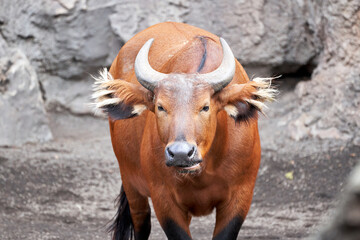 portrait of a beautiful red forest buffalo looking forward while moving his jaw in a zoo in valencia spain