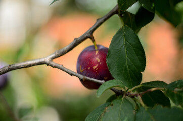 Plum on a tree branch .