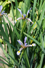  Iris halophilablue salt-loving flowers in green grass