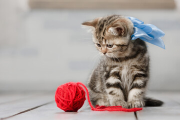 Cute kitten playing with balls of yarn