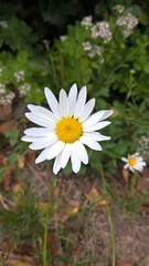 Marguerite