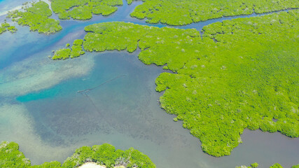 Aerial view of panoramic mangrove forest. Mangrove landscape. Bohol,Philippines.