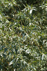 Fototapeta premium Salix alba or willow green foliage background vertcial