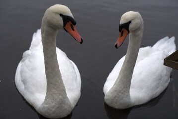 Obraz premium swans on the lake