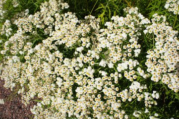 White flowers of anaphalis margaritacea or pearly everlasting