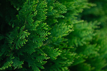green thuja background 
plant 