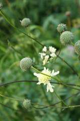 Cephalaria gigantea or giant scabious white flowers with green vertcial